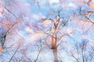 Deciduous trees, bare, multiple exposure Deciduous trees, bare, multiple exposure